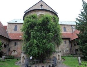 Seniausia pasaulyje rožė Hildelsheimo miestelyje Vokietijoje.